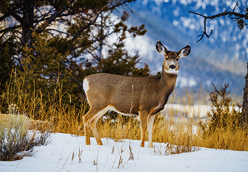 A deer stands in a snowy landscape.
